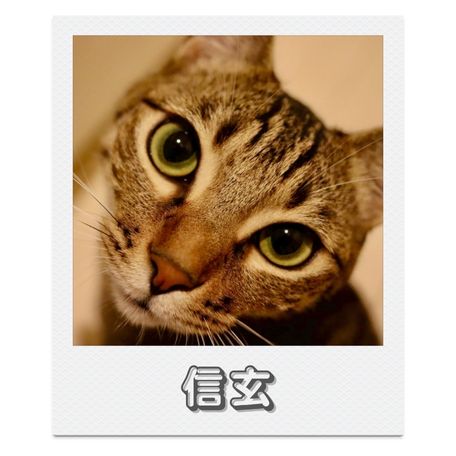 信玄／上板にゃんこ亭卒業猫
