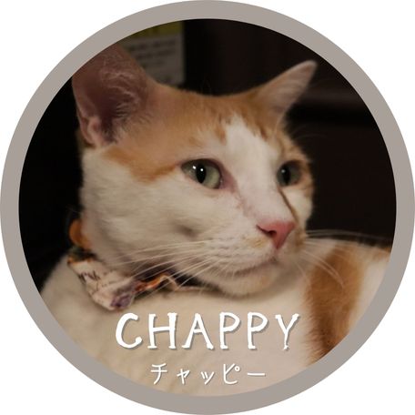 チャッピー／十条にゃんこ亭